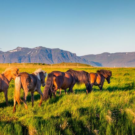 Island-Pferde auf Wiese