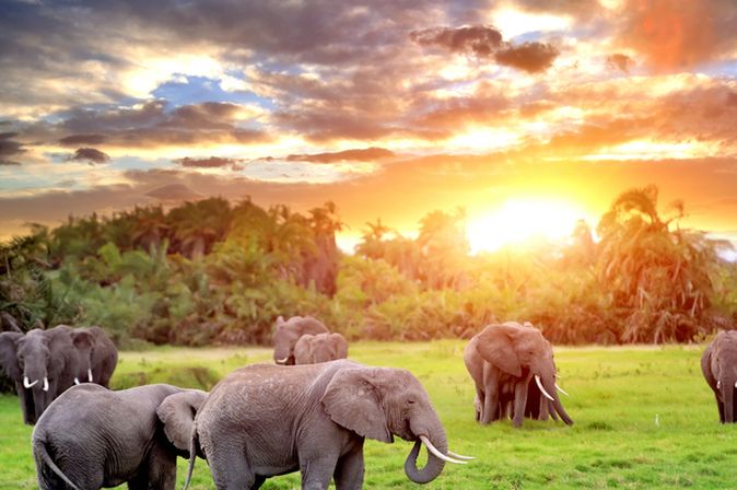 Camping Südafrika Elefanten