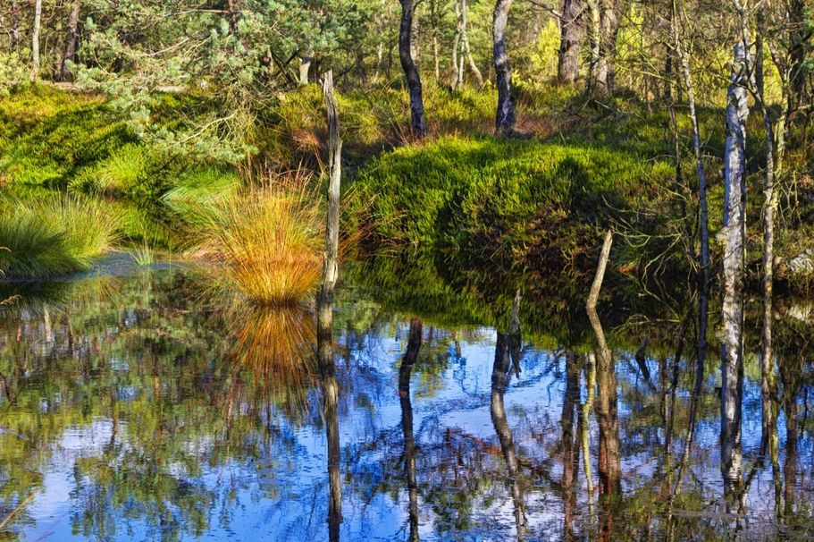 Pitzmoor Naturschutzgebiet Lüneburger Heide