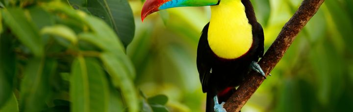 Toucan Vogel sitzt auf einem Ast
