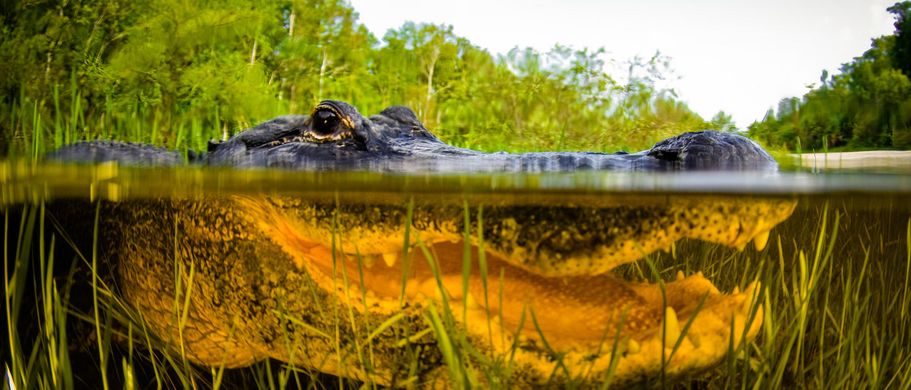 Roadtrip: Urlaub in Florida Krokodil im Wasser