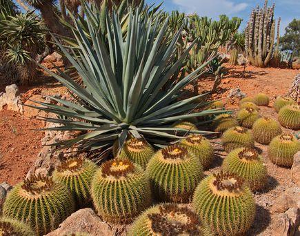 Mallorca Botanicus