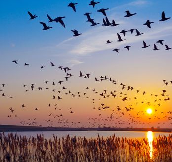  Ein Schwarm Vögel fliegt bei Sonnenuntergang am Himmel, die Silhouetten der Vögel zeichnen sich gegen den farbenfrohen Himmel ab.