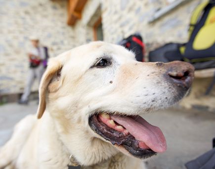 In der Front ein Labrador zu sehen, dahinter ein haus und ein Wanderer.