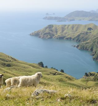 Eine Schafherde auf einem grünen Hügel vor einer Bucht am Meer in Neuseeland