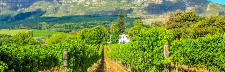 Grüne Weinreben vorm Berg 