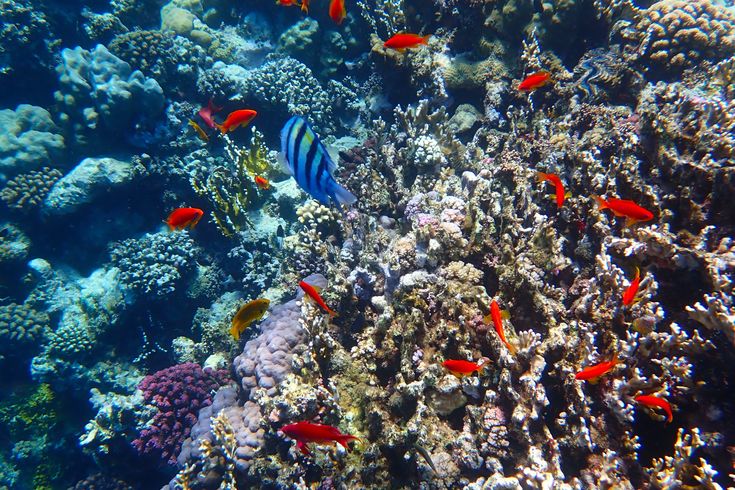 Unterwasserwelt Coraya BAy