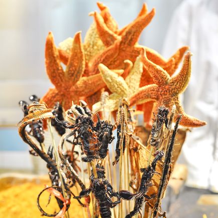 Spezialität: gegrillte Insekten und Seesterne
