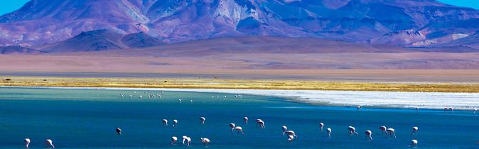 Atacama Wueste Flamingos