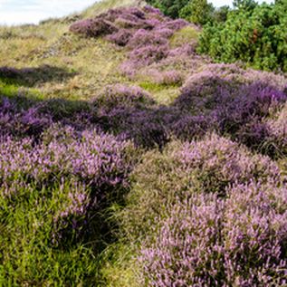 Amrum Landschaft