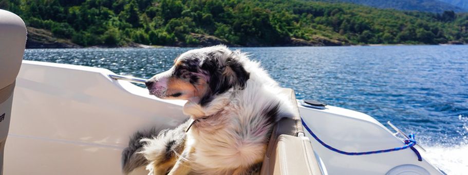 Ein Hund sitzt in einem Boot auf einem See.