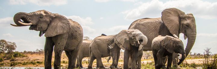 Elefantenherde am Flussufer