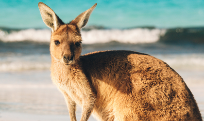 Känguru am Strand: Ein Känguru genießt die Ruhe am strahlend weißen Strand – ein ikonisches Bild für Australiens wilde Schönheit.