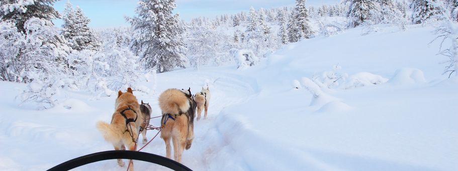 Hundeschlitten in Lappland, Finnland