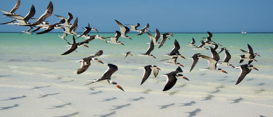 Isla Holbox Vogelschwarm 