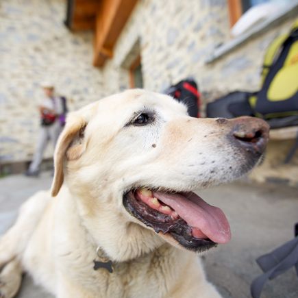 Familienurlaub Hund an einer Berghütte