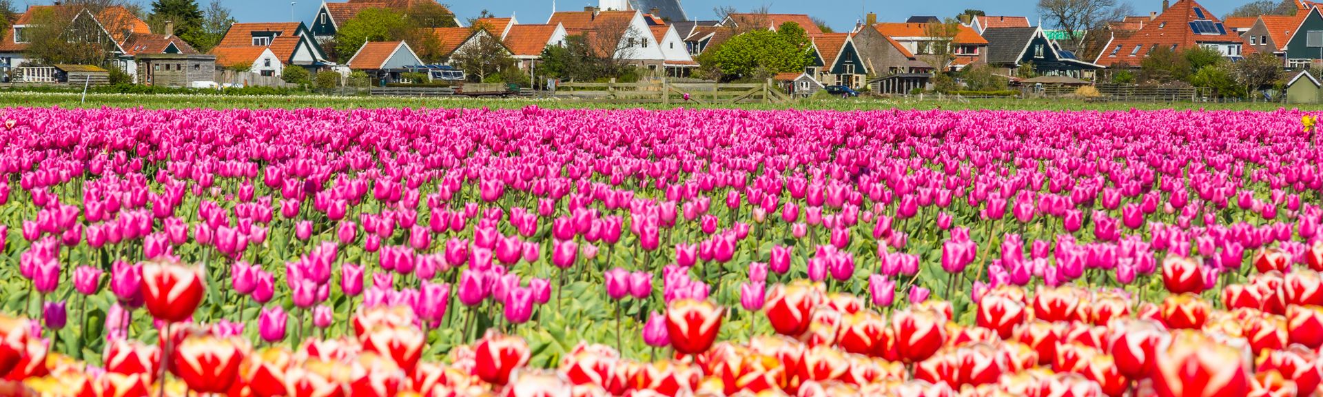 bunte Blumenwiese in den Niederlanden Texel
