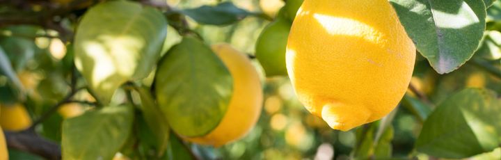 Zitronen auf einem Baum.