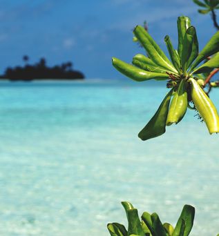 Ein Pflanzenblatt an einem maldive Strand