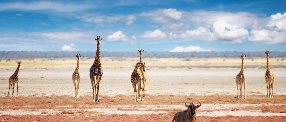 Giraffen in der Savanne