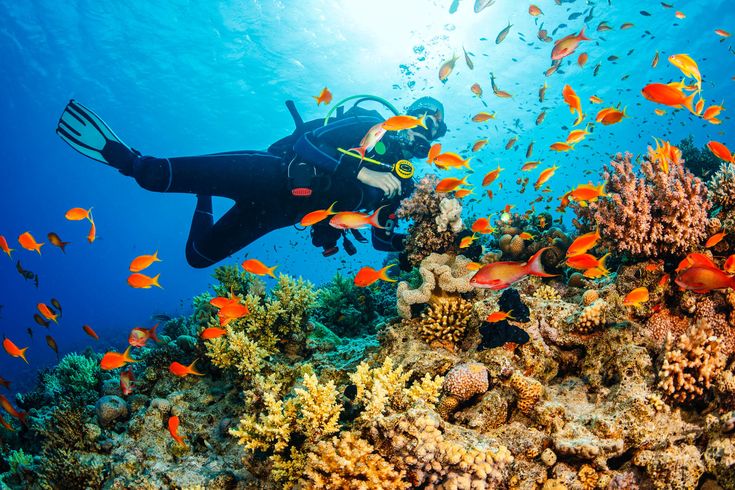 Ein Taucher schwimmt unter Wasser zwischen bunten Korallenriffen, umgeben von einem Schwarm orangefarbener Fische.
