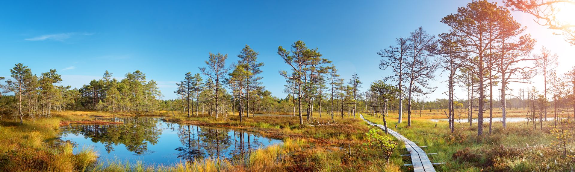  Viru-Sümpfe im Lahemaa-Nationalpark im Herbst. Holzpfad an einem wunderschönen wilden Ort in Estland