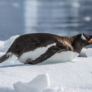 Ein Eselspinguin liegt auf dem Bauch im Schnee.