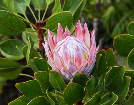 Rosafarbende Blume auf La Gomera mit viel grün drumrum