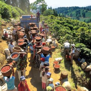 Eine Menschengruppe geht auf einem Pfad, der von Kaffeepflanzen gesäumt ist.