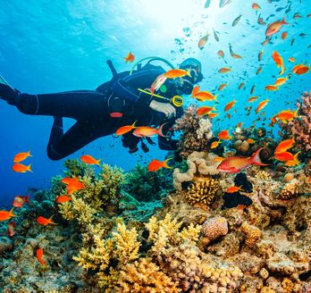 Ein Taucher schwimmt unter Wasser zwischen bunten Korallenriffen, umgeben von einem Schwarm orangefarbener Fische.