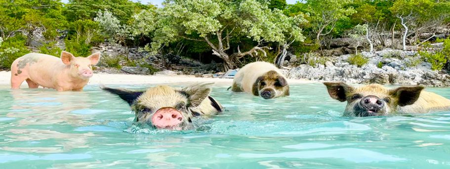 Karibik  Schweine Bahamas