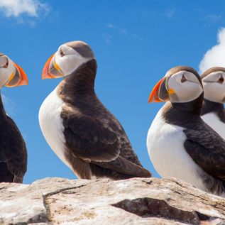 Drei Papageitaucher auf einem Felsen am Meer.