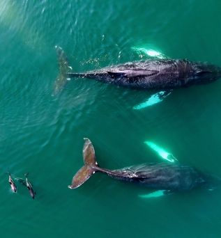 Wale und Delfine in der Bay of Fundy