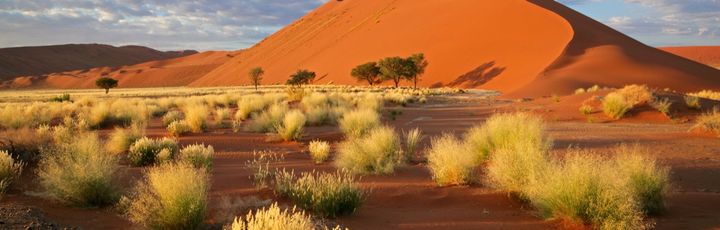 Die ikonischen roten Sanddünen von Sossusvlei in Namibia, die dramatisch unter einem weiten, klaren Himmel in der Wüste aufragen.