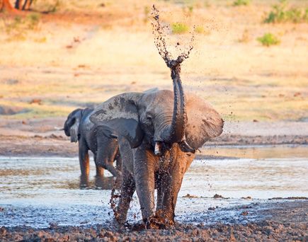 Elefant 