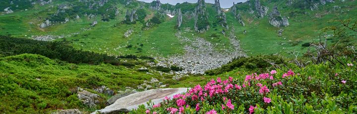 Zu sehen ist ein Teil der Karpaten: Im Vordergrund bunte Blumen und viel Grün, dahinter Felslandschaft mit Bergen.