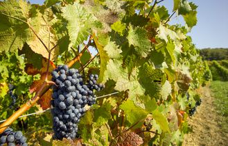 Wanderurlaub und Weinrouten Urlaub Deutschland Weinreben