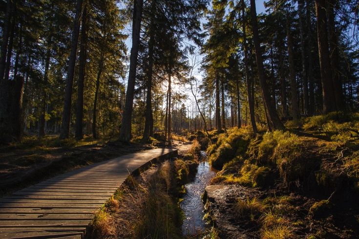Ein verschlungener Weg führt durch einen sonnigen Wald im Harz, mit Bäumen und Lichtspielen.