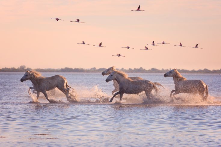 Camargue Pferde mit fliegenden Möwen