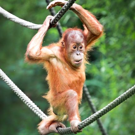 Leipzig Zoo Familienurlaub Orang-Utan beim Klettern