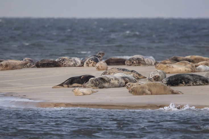 Seehunde beim Sonnen auf Borkum.
