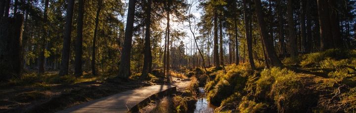 Ein verschlungener Weg führt durch einen sonnigen Wald im Harz, mit Bäumen und Lichtspielen.