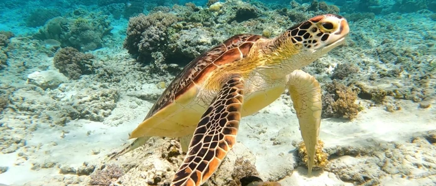  Schnorchel Abenteuer auf Gili Trawangan bei Bali.