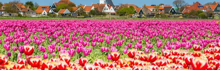 bunte Blumenwiese in den Niederlanden Texel