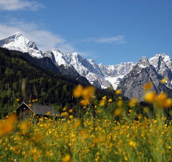 Blumenwiese mit Hütte und Schnee bedeckten Bergen in Österreich 