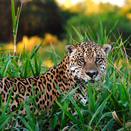 Nationalpark Jaguar