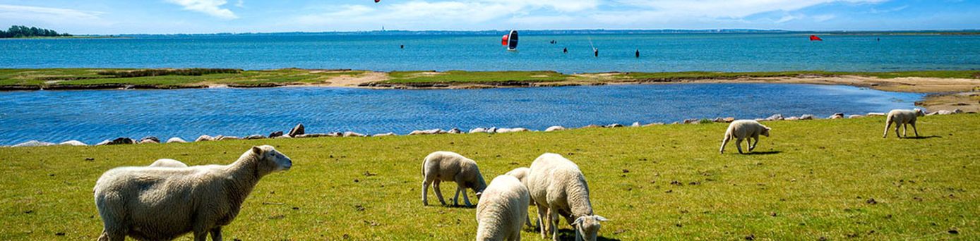 Schafe an der Ostsee