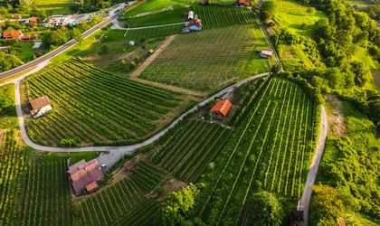 Eine hügelige Landschaft mit Weinbergen.