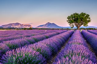 Blühendes Lavendelfeld mit einem Baum in der Provence in Frankreich mit Bergen im Hintergrund