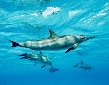 Eine Gruppe von Delfinen schwimmt elegant knapp unter der sonnendurchfluteten Wasseroberfläche im klaren, blauen Ozean.